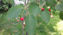 Load image into Gallery viewer, Serviceberry Trees
