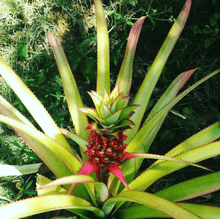 Load image into Gallery viewer, Ornamental Pineapple Plants
