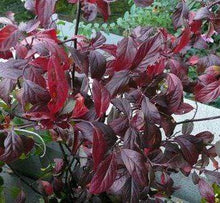 Load image into Gallery viewer, Itea Henry's Garnet Sweetspire Shrubs
