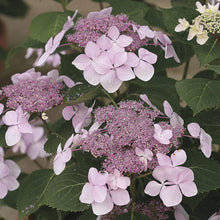 Load image into Gallery viewer, Let's Dance Diva Hydrangea Shrubs
