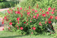 Load image into Gallery viewer, Hibiscus Lord Baltimore
