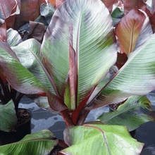 Load image into Gallery viewer, Banana Ensete &#39;Maurelli&#39; Plants
