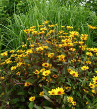 Load image into Gallery viewer, Heliopsis Summer Nights
