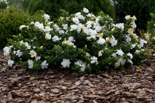 Load image into Gallery viewer, Gardenia Frost Proof Shrubs
