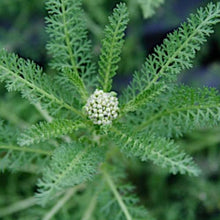 Load image into Gallery viewer, Achillea Pomegranate
