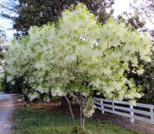 Load image into Gallery viewer, American Fringe Trees
