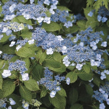 Load image into Gallery viewer, Blue Billow Hydrangea Shrubs
