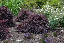 Load image into Gallery viewer, Purple Pixie Loropetalum Shrubs
