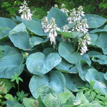 Load image into Gallery viewer, Hosta 'Elegans'
