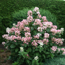 Load image into Gallery viewer, Hydrangea Quick Fire Shrubs
