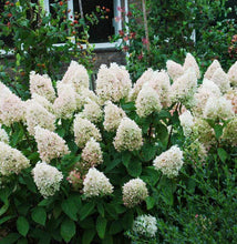 Load image into Gallery viewer, Hydrangea Sweet Summer Shrubs
