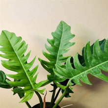 Load image into Gallery viewer, Philodendron Jungle Boogie Plants
