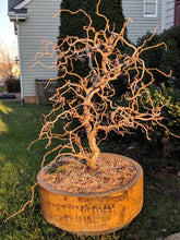 Load image into Gallery viewer, Harry Lauder's Walking Stick (Contorted Filbert) Shrubs
