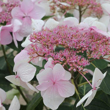 Load image into Gallery viewer, Let's Dance Diva Hydrangea Shrubs
