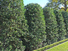 Load image into Gallery viewer, Nellie Stevens Holly Trees
