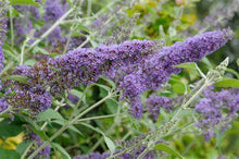 Load image into Gallery viewer, Nanho Purple Butterfly Bush Shrubs
