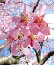 Load image into Gallery viewer, Okame Cherry Tree
