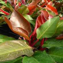 Load image into Gallery viewer, Philodendron McColley's Finale Plants
