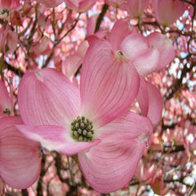Load image into Gallery viewer, Pink Flowering Dogwood | Cherokee Brave Trees
