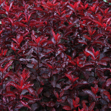 Load image into Gallery viewer, Purple Leaf Sand Cherry Shrubs

