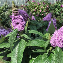 Load image into Gallery viewer, Pugster Amethyst Butterfly Bush
