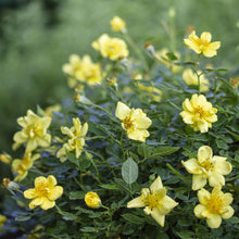 Load image into Gallery viewer, Oso Easy Lemon Zest Rose Bushes
