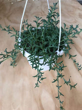 Load image into Gallery viewer, String of Dolphins Plants
