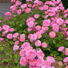 Load image into Gallery viewer, Sweet Drift Rose Bushes
