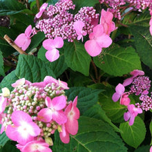 Load image into Gallery viewer, Twist and Shout Hydrangea Shrubs
