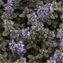 Load image into Gallery viewer, Ajuga Chocolate Chip
