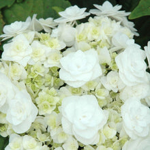 Load image into Gallery viewer, Wedding Gown Hydrangea Shrubs
