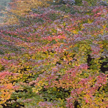 Load image into Gallery viewer, William Penn Barberry Shrubs
