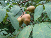 Load image into Gallery viewer, Red Buckeye Shrubs
