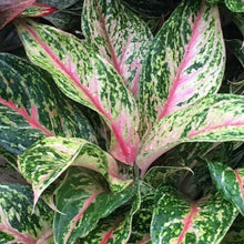 Load image into Gallery viewer, Aglaonema Sparkling Sarah Plants
