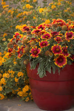 Load image into Gallery viewer, Gaillardia 'Arizona Sun'
