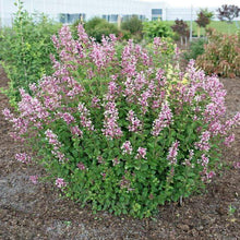 Load image into Gallery viewer, Bloomerang Dark Purple Lilac Shrubs
