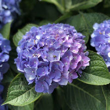Load image into Gallery viewer, Let's Dance Blue Jangles Hydrangea Shrubs
