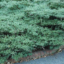 Load image into Gallery viewer, Blue Sargent Juniper Shrubs
