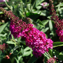 Load image into Gallery viewer, Miss Molly Butterfly Bush
