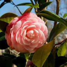Load image into Gallery viewer, Pink Perfection Camellia Japonica Shrubs
