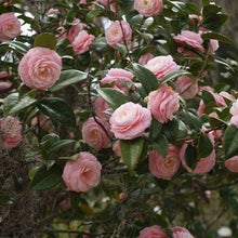 Load image into Gallery viewer, Pink Perfection Camellia Japonica Shrubs

