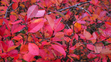 Load image into Gallery viewer, Red Chokeberry Shrubs

