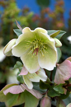 Load image into Gallery viewer, Helleborus Molly's White

