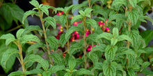 Load image into Gallery viewer, Pucker Up Red Twig Dogwood Shrubs
