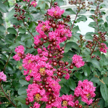 Load image into Gallery viewer, Pink Velour Crape Myrtle Trees
