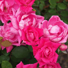 Load image into Gallery viewer, Pink Double Knock Out Rose Bushes
