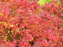 Load image into Gallery viewer, Little Princess Spirea Shrubs
