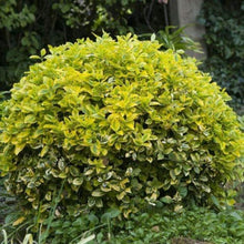 Load image into Gallery viewer, Golden Euonymus Shrubs
