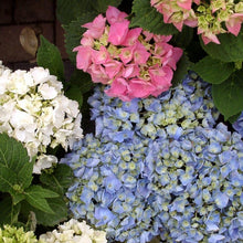 Load image into Gallery viewer, L.A. Dreamin' Hydrangea Shrubs
