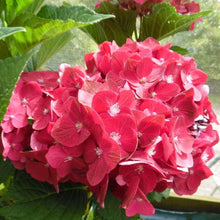 Load image into Gallery viewer, Ruby Red Hydrangea Shrubs
